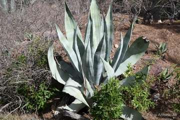 De ruta por el macizo de Tamadaba/Antonio Ali.